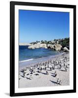 African Penguins at Boulder Beach in Simon's Town, Near Cape Town, South Africa, Africa-Yadid Levy-Framed Photographic Print