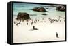 African Penguins at Foxy Beach, Boulders Beach National Park, Simonstown, South Africa, Africa-Kimberly Walker-Framed Stretched Canvas