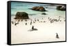 African Penguins at Foxy Beach, Boulders Beach National Park, Simonstown, South Africa, Africa-Kimberly Walker-Framed Stretched Canvas