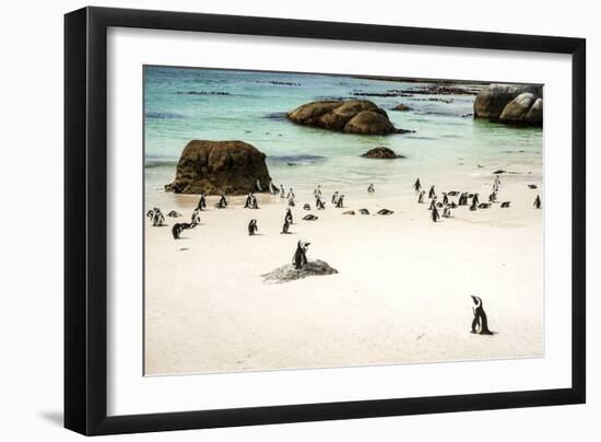 African Penguins at Foxy Beach, Boulders Beach National Park, Simonstown, South Africa, Africa-Kimberly Walker-Framed Photographic Print