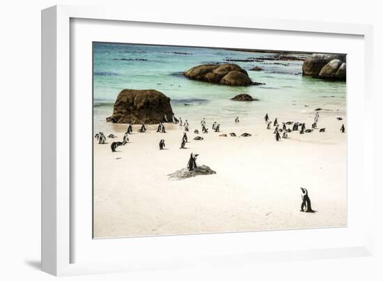 African Penguins at Foxy Beach, Boulders Beach National Park, Simonstown, South Africa, Africa-Kimberly Walker-Framed Photographic Print