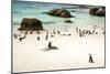 African Penguins at Foxy Beach, Boulders Beach National Park, Simonstown, South Africa, Africa-Kimberly Walker-Mounted Photographic Print