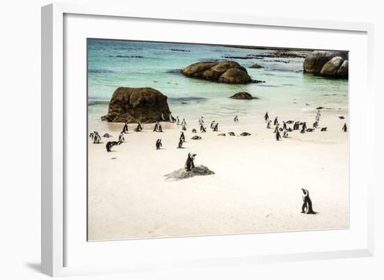 African Penguins at Foxy Beach, Boulders Beach National Park, Simonstown, South Africa, Africa-Kimberly Walker-Framed Photographic Print