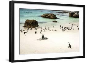 African Penguins at Foxy Beach, Boulders Beach National Park, Simonstown, South Africa, Africa-Kimberly Walker-Framed Photographic Print