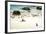 African Penguins at Foxy Beach, Boulders Beach National Park, Simonstown, South Africa, Africa-Kimberly Walker-Framed Photographic Print