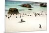 African Penguins at Foxy Beach, Boulders Beach National Park, Simonstown, South Africa, Africa-Kimberly Walker-Mounted Photographic Print