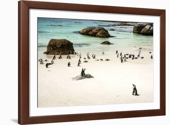 African Penguins at Foxy Beach, Boulders Beach National Park, Simonstown, South Africa, Africa-Kimberly Walker-Framed Photographic Print