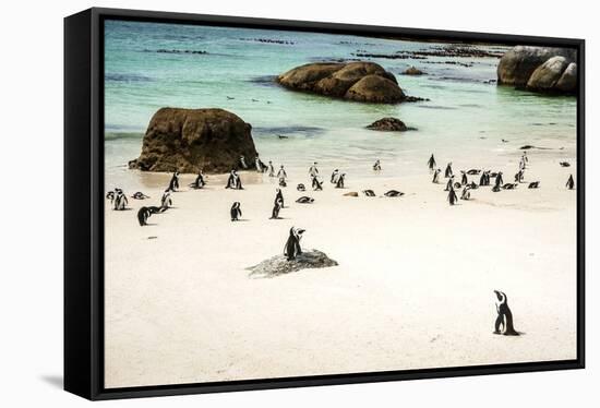 African Penguins at Foxy Beach, Boulders Beach National Park, Simonstown, South Africa, Africa-Kimberly Walker-Framed Stretched Canvas