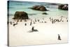 African Penguins at Foxy Beach, Boulders Beach National Park, Simonstown, South Africa, Africa-Kimberly Walker-Stretched Canvas