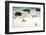 African Penguins at Foxy Beach, Boulders Beach National Park, Simonstown, South Africa, Africa-Kimberly Walker-Framed Photographic Print