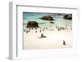 African Penguins at Foxy Beach, Boulders Beach National Park, Simonstown, South Africa, Africa-Kimberly Walker-Framed Photographic Print