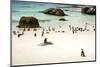 African Penguins at Foxy Beach, Boulders Beach National Park, Simonstown, South Africa, Africa-Kimberly Walker-Mounted Photographic Print