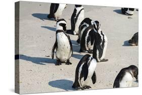 African Penguins at Simonstown (South Africa)-HandmadePictures-Stretched Canvas