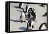 African Penguins at Simonstown (South Africa)-HandmadePictures-Framed Stretched Canvas