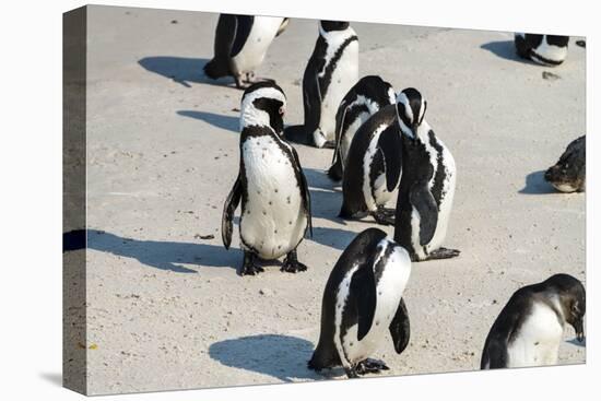 African Penguins at Simonstown (South Africa)-HandmadePictures-Stretched Canvas