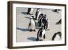 African Penguins at Simonstown (South Africa)-HandmadePictures-Framed Photographic Print