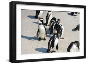 African Penguins at Simonstown (South Africa)-HandmadePictures-Framed Photographic Print