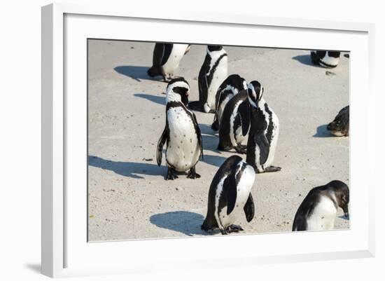 African Penguins at Simonstown (South Africa)-HandmadePictures-Framed Photographic Print