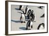 African Penguins at Simonstown (South Africa)-HandmadePictures-Framed Photographic Print