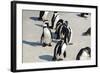 African Penguins at Simonstown (South Africa)-HandmadePictures-Framed Photographic Print