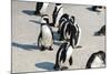 African Penguins at Simonstown (South Africa)-HandmadePictures-Mounted Photographic Print