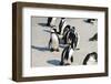 African Penguins at Simonstown (South Africa)-HandmadePictures-Framed Photographic Print