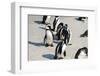 African Penguins at Simonstown (South Africa)-HandmadePictures-Framed Photographic Print