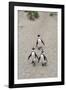 African penguins (Jackass penguins) on Boulders Beach, Simon's Town, Cape Town, Western Cape, South-Ian Trower-Framed Photographic Print