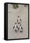 African penguins (Jackass penguins) on Boulders Beach, Simon's Town, Cape Town, Western Cape, South-Ian Trower-Framed Stretched Canvas