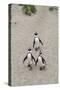 African penguins (Jackass penguins) on Boulders Beach, Simon's Town, Cape Town, Western Cape, South-Ian Trower-Stretched Canvas