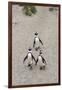 African penguins (Jackass penguins) on Boulders Beach, Simon's Town, Cape Town, Western Cape, South-Ian Trower-Framed Photographic Print