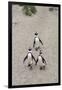 African penguins (Jackass penguins) on Boulders Beach, Simon's Town, Cape Town, Western Cape, South-Ian Trower-Framed Photographic Print