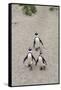 African penguins (Jackass penguins) on Boulders Beach, Simon's Town, Cape Town, Western Cape, South-Ian Trower-Framed Stretched Canvas