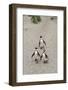 African penguins (Jackass penguins) on Boulders Beach, Simon's Town, Cape Town, Western Cape, South-Ian Trower-Framed Photographic Print