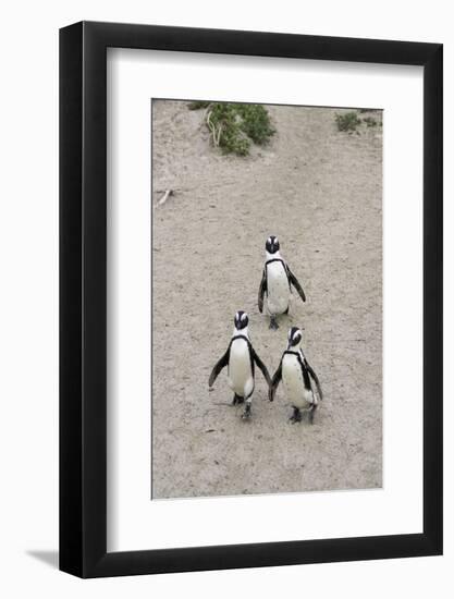 African penguins (Jackass penguins) on Boulders Beach, Simon's Town, Cape Town, Western Cape, South-Ian Trower-Framed Photographic Print