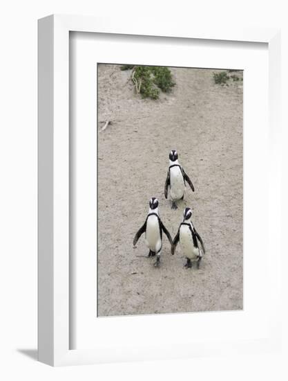 African penguins (Jackass penguins) on Boulders Beach, Simon's Town, Cape Town, Western Cape, South-Ian Trower-Framed Photographic Print