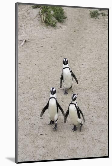 African penguins (Jackass penguins) on Boulders Beach, Simon's Town, Cape Town, Western Cape, South-Ian Trower-Mounted Photographic Print