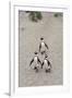 African penguins (Jackass penguins) on Boulders Beach, Simon's Town, Cape Town, Western Cape, South-Ian Trower-Framed Photographic Print
