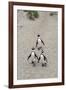 African penguins (Jackass penguins) on Boulders Beach, Simon's Town, Cape Town, Western Cape, South-Ian Trower-Framed Photographic Print