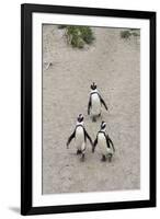 African penguins (Jackass penguins) on Boulders Beach, Simon's Town, Cape Town, Western Cape, South-Ian Trower-Framed Photographic Print