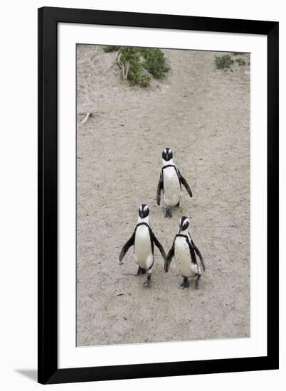 African penguins (Jackass penguins) on Boulders Beach, Simon's Town, Cape Town, Western Cape, South-Ian Trower-Framed Photographic Print