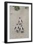 African penguins (Jackass penguins) on Boulders Beach, Simon's Town, Cape Town, Western Cape, South-Ian Trower-Framed Photographic Print