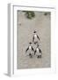 African penguins (Jackass penguins) on Boulders Beach, Simon's Town, Cape Town, Western Cape, South-Ian Trower-Framed Photographic Print