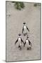 African penguins (Jackass penguins) on Boulders Beach, Simon's Town, Cape Town, Western Cape, South-Ian Trower-Mounted Photographic Print