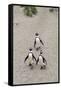 African penguins (Jackass penguins) on Boulders Beach, Simon's Town, Cape Town, Western Cape, South-Ian Trower-Framed Stretched Canvas