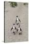 African penguins (Jackass penguins) on Boulders Beach, Simon's Town, Cape Town, Western Cape, South-Ian Trower-Stretched Canvas