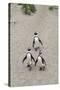 African penguins (Jackass penguins) on Boulders Beach, Simon's Town, Cape Town, Western Cape, South-Ian Trower-Stretched Canvas