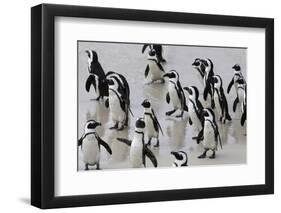 African penguins (Jackass penguins) on Boulders Beach, Simon's Town, Cape Town, Western Cape, South-Ian Trower-Framed Photographic Print