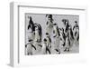 African penguins (Jackass penguins) on Boulders Beach, Simon's Town, Cape Town, Western Cape, South-Ian Trower-Framed Photographic Print