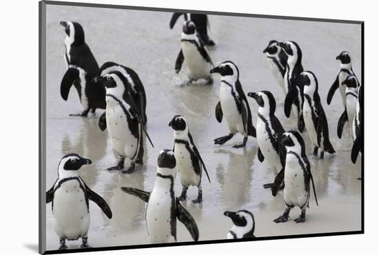 African penguins (Jackass penguins) on Boulders Beach, Simon's Town, Cape Town, Western Cape, South-Ian Trower-Mounted Photographic Print